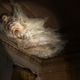 Image for article titled The Onion Remembers Steve Bannon, Trump’s Most Encrusted Advisor